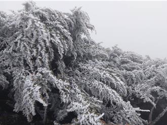 影》玉山化身雪白森林 合欢山下冰霰游客巧手堆银白小鸭