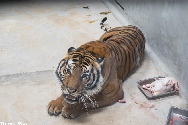遠從法國Le Parc des Félins來的極度瀕危物種「馬來虎」。（黃敬文翻攝）
