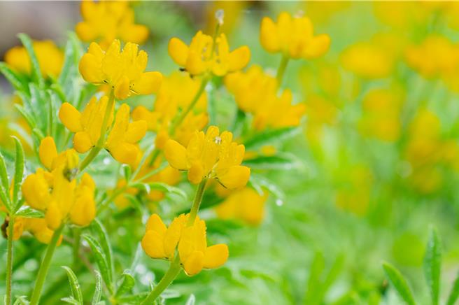 桃园市龙潭区鲁冰花盛开，吸引许多游客前来赏花。（桃市府提供／蔡明亘桃园传真）