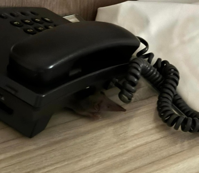 女網友抱怨，一家人到花蓮旅遊住市區飯店，晚上睡覺竟被老鼠爬過去。（圖／翻攝自「爆料公社」）