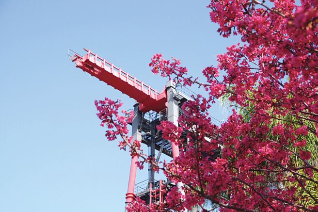 探索世界内多处樱花盛开。图／丽宝乐园渡假区提供