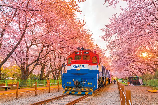 韩国釜山镇海的庆和火车站是着名赏樱地。（易游网提供）