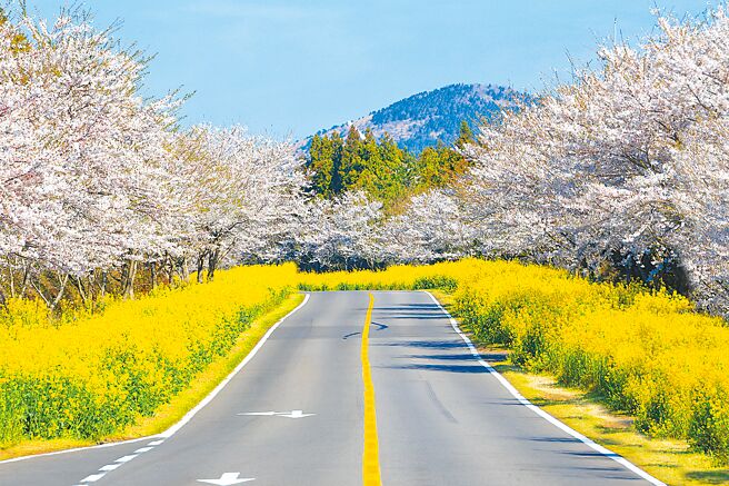 济州岛的鹿山路被誉为最美的春之路，可欣赏粉红樱花树及鲜黄油菜花田组成的双色大道。（易游网提供）