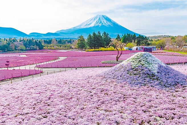 KKday开卖选项丰富的日本赏樱行程及优惠机票。（KKday提供）