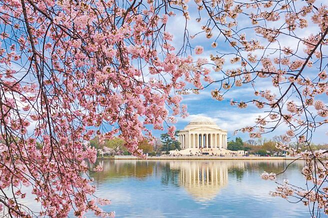 华盛顿特区国家樱花节预计在3月下旬开跑。（KKday提供）
