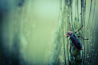 周二驚蟄到！4生肖注意1疾病 外出防血光之災