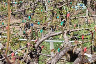 苗縣高接梨穗受寒害損失近3成 ！3／11前受理申請天然災害救助