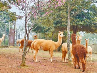 來去關西六福莊 羊駝兔豚鼠耍萌迎客