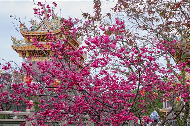 林口竹林山观音寺樱花盛开中。（新北市绿美化环境景观处提供／张铠乙新北传真）