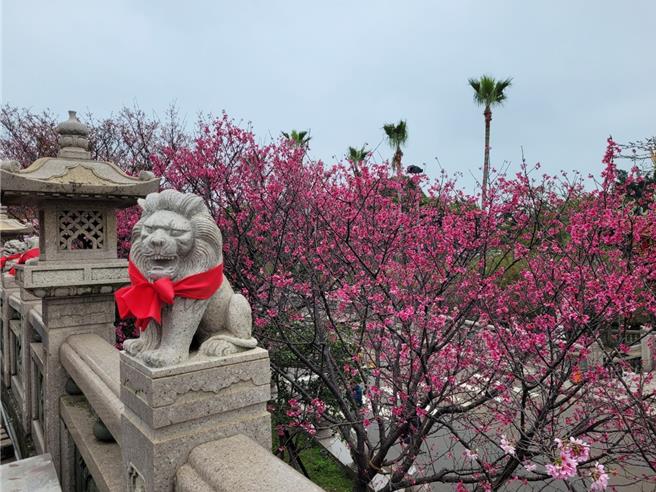 林口竹林山观音寺的樱花为庄严的庙宇建筑增添了几分柔美。（新北市绿美化环境景观处提供／张铠乙新北传真）