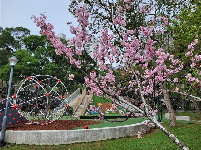 林口小熊公园是让孩子们放电的好去处。（新北市绿美化环境景观处提供／张铠乙新北传真）