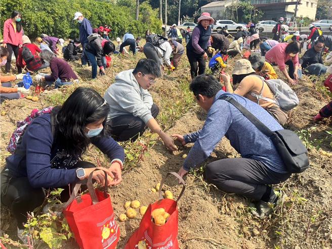 云林县斗南镇公所3日在温瑶宫广场举办「斗南参与式预算，将军社区第1届黄花风铃木节暨有机黄金马铃薯推广活动」，吸引数百名民眾前来欣赏黄花风铃木，体验採摘马铃薯乐趣。（张朝欣摄）