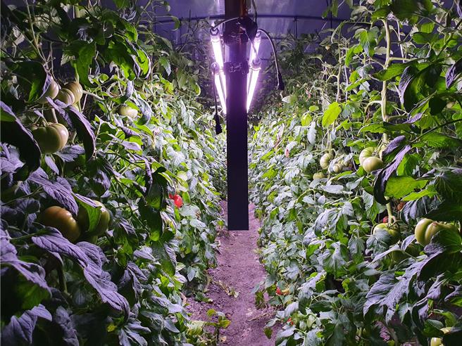 宜蘭冬季低光不利溫室番茄生產問題，農業部花蓮區農業改良場運用國產燈具規劃低成本的「株間高效補光」模式，可提早5天採收溫室大果番茄，並提高冬春季產量達27％，開創在地番茄高產模式契機。（農業部提供）