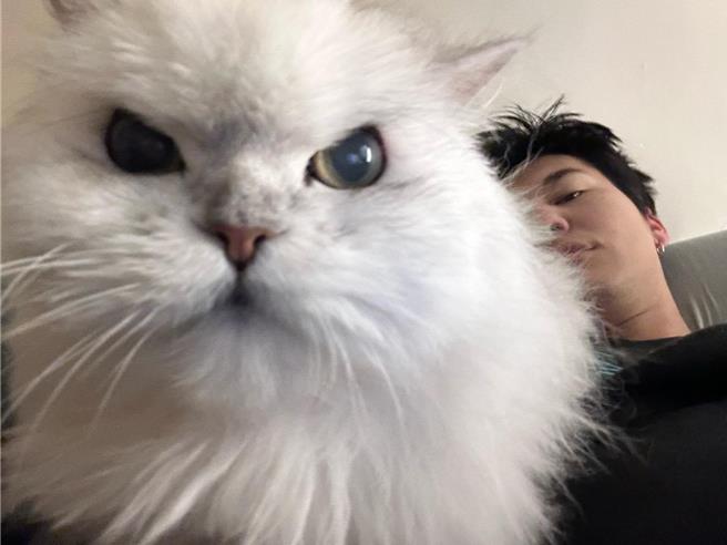 风田跟爱猫77的感情紧密。（翻摄风田脸书）