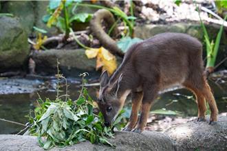 台灣野山羊「皮蛋」太親人無法野放 入住北市動物園