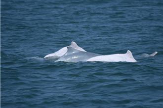 族群多了1隻少年白海豚！  連續3年至雲林外海作客