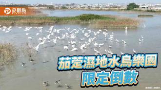 品觀點｜候鳥過冬進入尾聲  茄萣濕地冬日水鳥樂園限定倒數