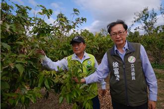 恆春玉荷包花不開 立委徐富癸籲納入天然災害現金救助