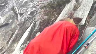 黃喉貂化身可愛小偷 現行犯畫面全都錄