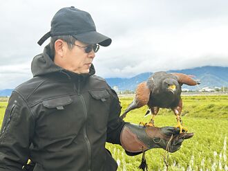 稻田友善生產 池上推老鷹驅鳥