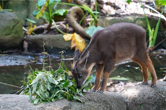 宜蘭縣動植物防疫所去年救援的台灣野山羊「皮蛋」，經評估過於親近人，現正由台北市立動物園照養。（台北市立動物園提供／蔡佩珈台北傳真）