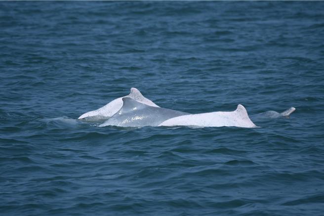 海洋委員會海洋保育署人員於去年4月14日在彰濱工業區外海目擊白海豚2成體與2幼體共遊。（海保署提供／林瑞益高雄傳真）