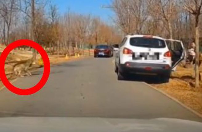 大陸秦皇島野生動物園近日發生有家長帶小孩下車小便，期間園區內的野狼（紅圈處）逐步靠近該名兒童，所幸後車猛按喇叭提醒，無人受傷。（圖 / 擷取自微博）