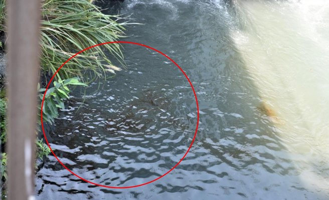 花蓮市萬壽雨水大排是花蓮市區重要排水系統，昨卻有民眾發現大排裡有大片黑色廢油，懷疑遭人惡意傾倒，環保局將檢驗油汙成分，溯源找出亂倒廢油的兇手，並依相關環保法令祭出罰則。（花蓮市公所提供／羅亦晽花蓮傳真）