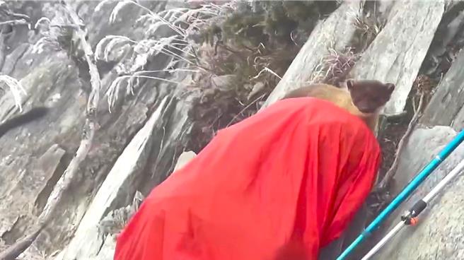 三级保育类动物黄喉貂溜进山友装备暂置区，大胆行窃。（黄建益提供／萧嘉蕙台东传真）