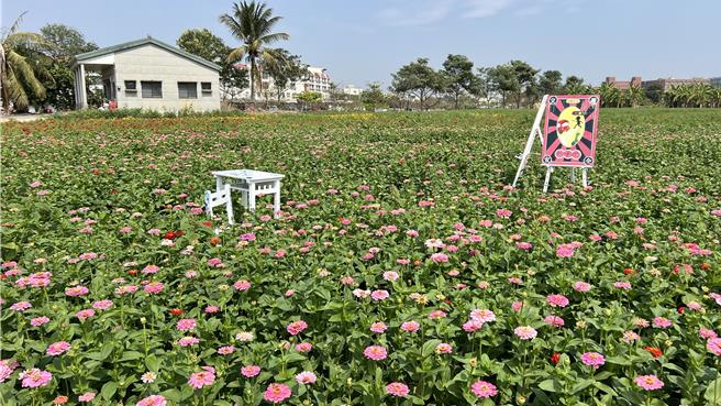 台南市盐水区信义路月津港旁的花海，面积广达2.5公顷，正盛开中。（张毓翎摄）
