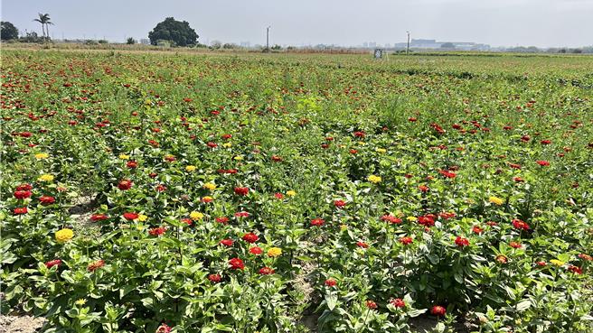 种植花海的农地预定18日整地，让农民从事其他农作，想赏花的民眾请把握时间。（张毓翎摄）