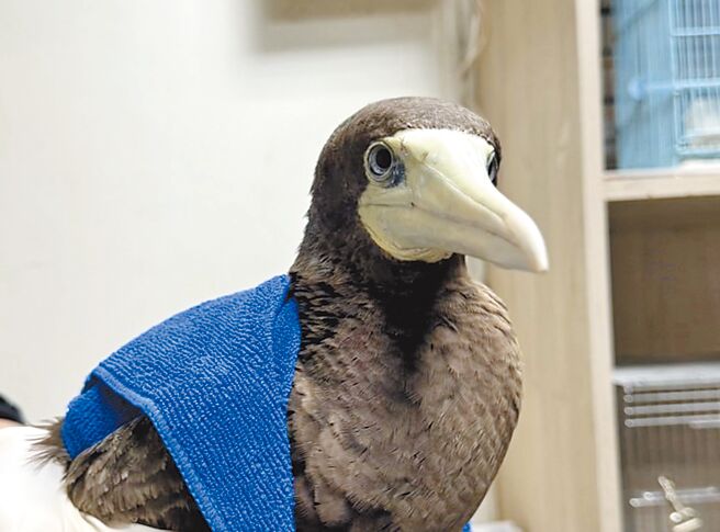 白腹鰹鳥外型奇特，外觀有如戴著面具的玩偶鳥。（新北市動保處提供／王揚傑新北傳真）
