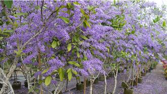 台南玉井錫葉藤大爆發 浪漫度破表