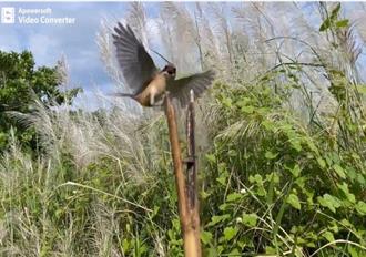 架349支鳥仔踏抓伯勞鳥還持鐮刀恐嚇警   嫌犯下場慘了