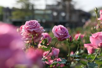 北臺灣最大玫瑰園開展 晶華邀房客享受「玫好年華」