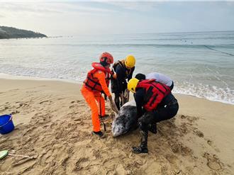 屏東南灣驚見擱淺海豚 搶救2小時仍不治