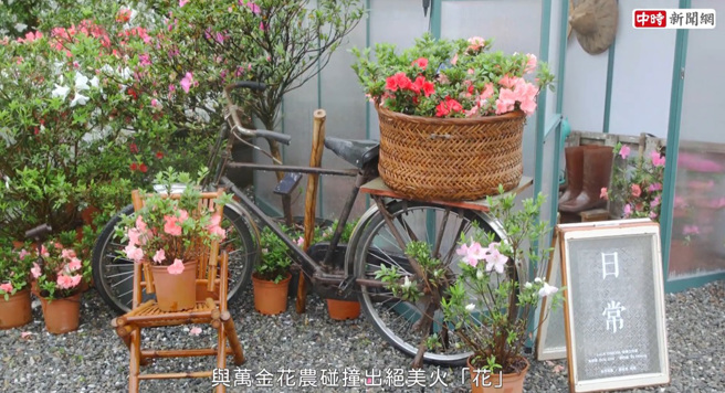 新北市的萬里及金山是全台最大的杜鵑花苗產地，可說是杜鵑花的故鄉，更是杜鵑花之光，規模達30公頃，年產量超過600萬株，培育出的杜鵑花遠近馳名。（圖／中時新聞網攝）