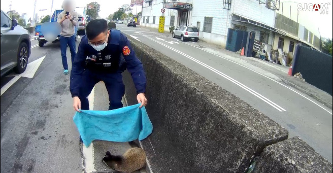白鼻心市区逛大街！整条马路动不了，台中警「围捕」惨遭咬伤。(叶庭欣/翻摄)