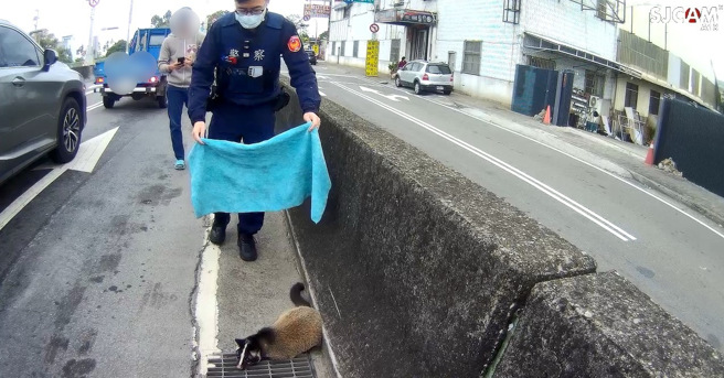 白鼻心市区逛大街！整条马路动不了，台中警「围捕」惨遭咬伤。(叶庭欣/翻摄)