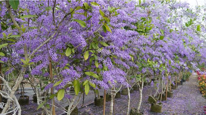 锡叶藤大爆发，浪漫度破表。（宝智华摄）