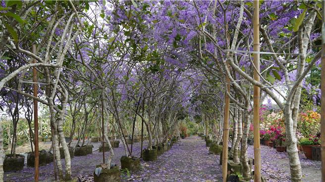 锡叶藤紫花随风漂落铺地。（宝智华摄）