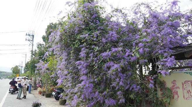 园区门口的锡叶藤成了招牌。（宝智华摄）