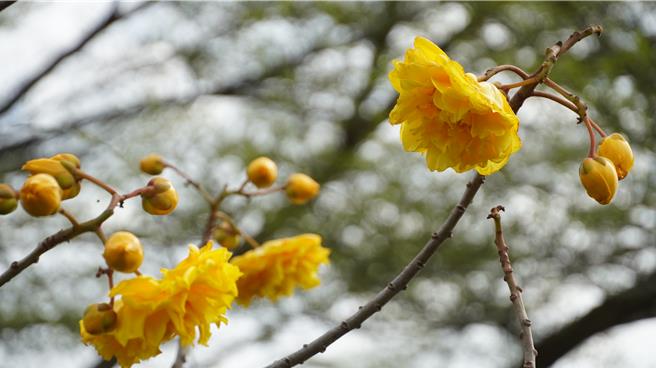 黄金树牡丹。（宝智华摄）
