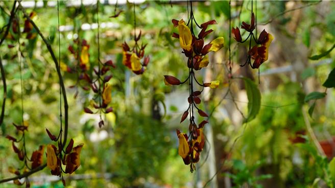 跳舞女郎花形类似舞衣。（宝智华摄）