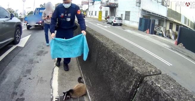 白鼻心在豐原大道竄逃，豐原警方緊急圍捕。（警方提供）