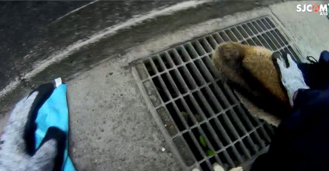 豐原警方圍捕白鼻心。（警方提供）