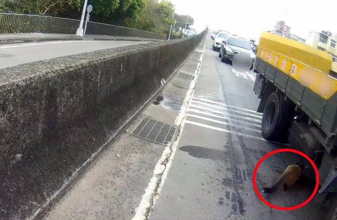 白鼻心在豐原大道竄逃，還躲到車子底下。（警方提供）