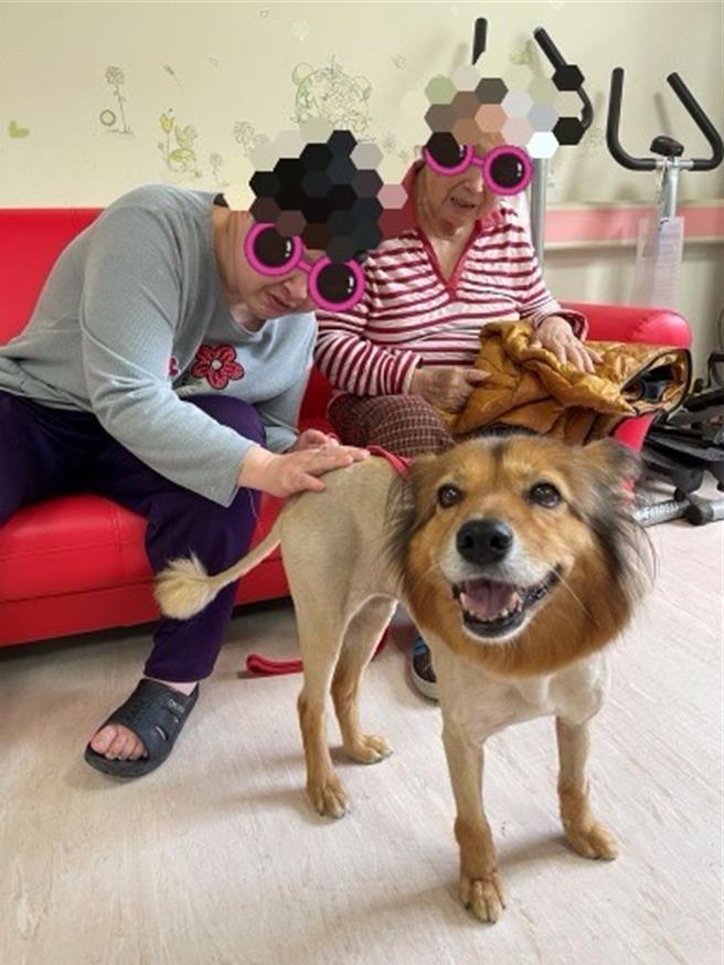 臺中榮總嘉義分院慢性精神病房最佳萌友「小黃」受歡迎。（嘉榮醫院提供／廖素慧嘉市傳真）