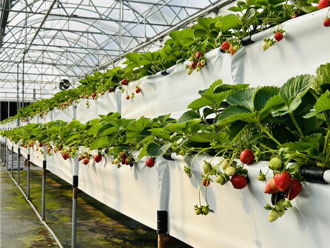 温室草苺高架立体化栽培。（桃园农改场提供／蔡明亘桃园传真）