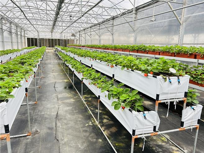 不同型式草苺立体化床架。（桃园农改场提供／蔡明亘桃园传真）